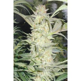 Semillas de maria White Widow