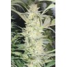 White Widow (3 semillas) Medical Seeds