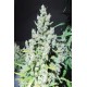 Semillas feminizadas Malakoff de Medical Seeds