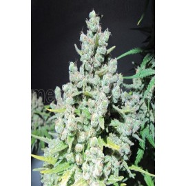 Semillas feminizadas Malakoff de Medical Seeds