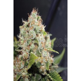 Sour Diesel (3 semillas)