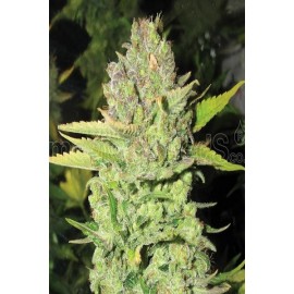 Semillas Devil Fruit de Medical Seeds