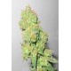 Y Griega CBD (3 semillas)
