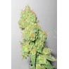 Y Griega CBD (3 semillas)
