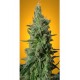 Semillas Delahaze de Paradise Seeds