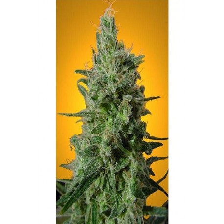 Semillas Delahaze de Paradise Seeds