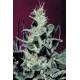 Semillas feminizadas Nebula de Paradise Seeds