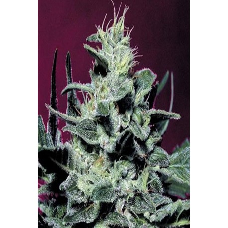 Semillas feminizadas Nebula de Paradise Seeds