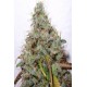 Semillas feminizadas White Berry de Paradise Seeds