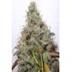 Semillas feminizadas White Berry de Paradise Seeds