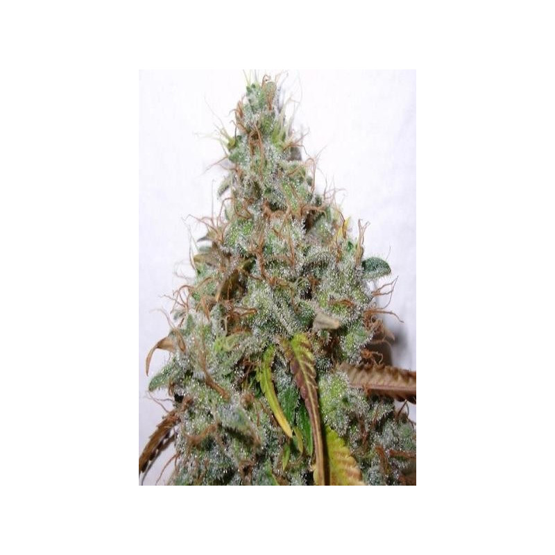 Semillas feminizadas White Berry de Paradise Seeds