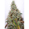Semillas feminizadas White Berry de Paradise Seeds