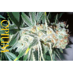 Semillas feminizadas Opium de Paradise Seeds