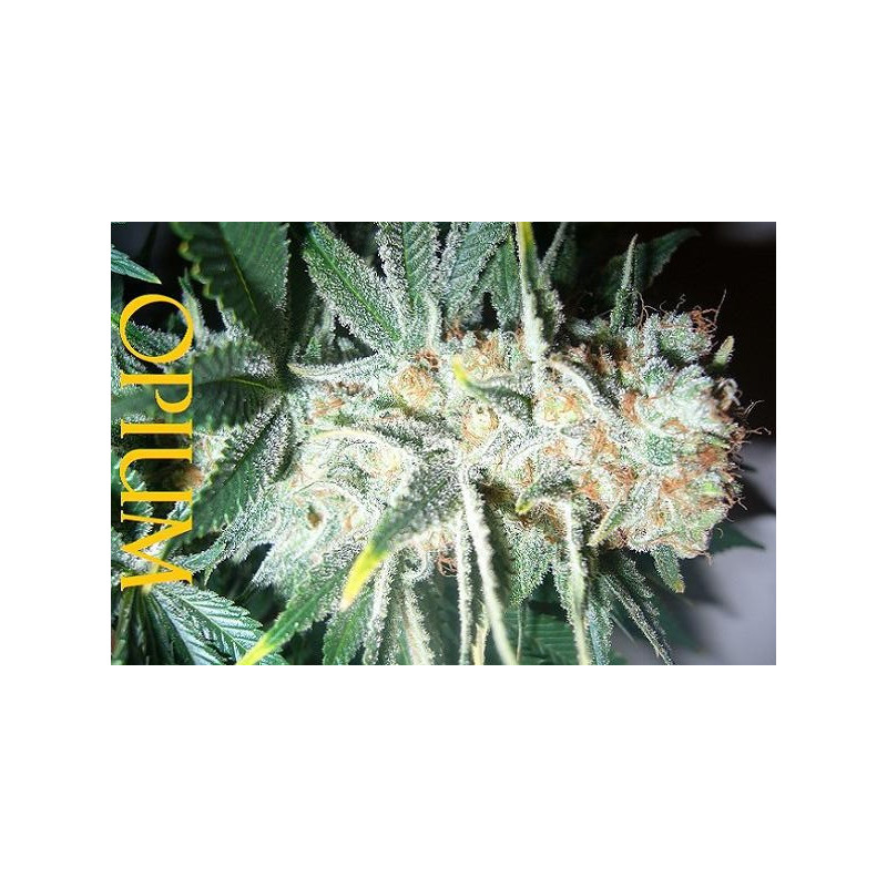 Semillas feminizadas Opium de Paradise Seeds