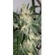 Semillas feminizadas Acid de Paradise Seeds