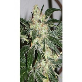 Semillas feminizadas Acid de Paradise Seeds