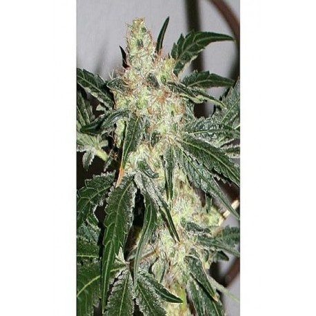 Semillas feminizadas Acid de Paradise Seeds