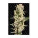 Semillas de marihuana Belladonna de Paradise Seeds