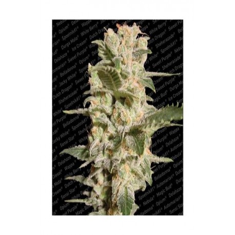 Semillas de marihuana Belladonna de Paradise Seeds