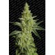 Semillas de cannabis Allkush de Paradise Seeds