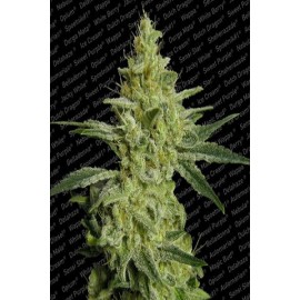 Semillas de cannabis Allkush de Paradise Seeds