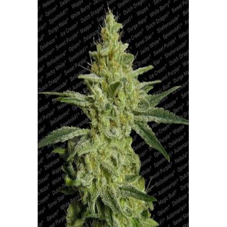 Semillas de cannabis Allkush de Paradise Seeds