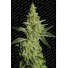 Allkush (3 semillas)