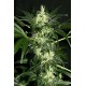 Semillas feminizadas Dutch Dragon de Paradise Seeds