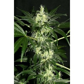 Semillas feminizadas Dutch Dragon de Paradise Seeds