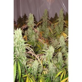 Semillas feminizadas Ice Cream de Paradise Seeds