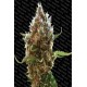 Semillas feminizadas Lucid Bolt de Paradise Seeds