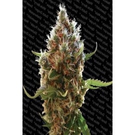 Semillas feminizadas Lucid Bolt de Paradise Seeds