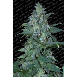 Magic Bud (3 semillas)