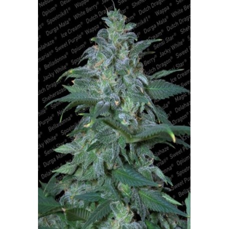 Magic Bud (3 semillas)