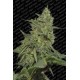 Semillas feminizadas Original Cheese de Paradise Seeds