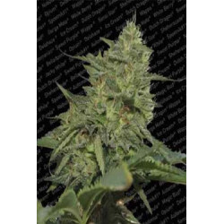 Semillas feminizadas Original Cheese de Paradise Seeds