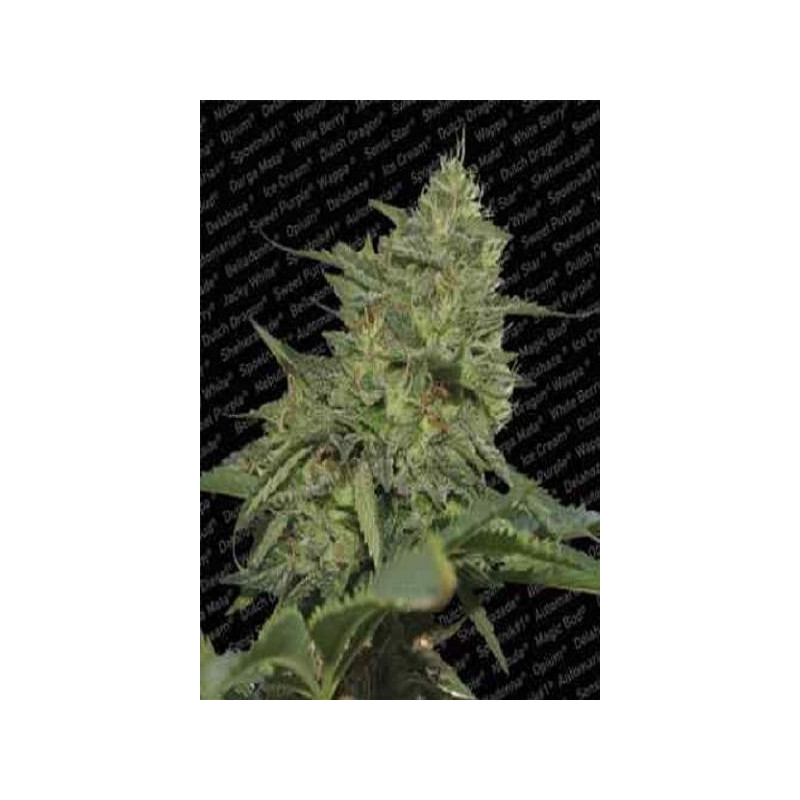 Semillas feminizadas Original Cheese de Paradise Seeds