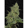 Semillas feminizadas Original Cheese de Paradise Seeds