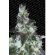 Semillas de marihuana Original White Widow