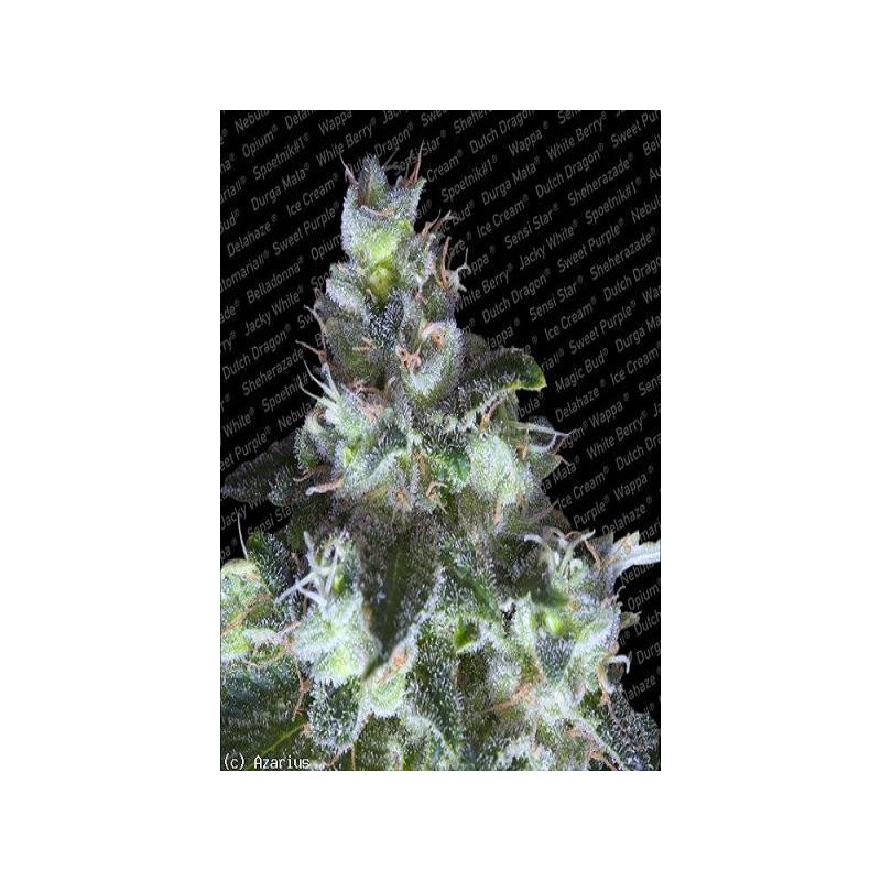 Semillas de marihuana Original White Widow