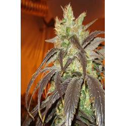  Spoetnik 1 (3 semillas) feminizadas de Paradise Seeds en...