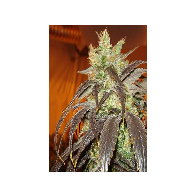  Spoetnik 1 (3 semillas) feminizadas de Paradise Seeds en...