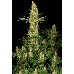 Wappa (3 semillas) feminizadas de Paradise Seeds en Semillalandia.com