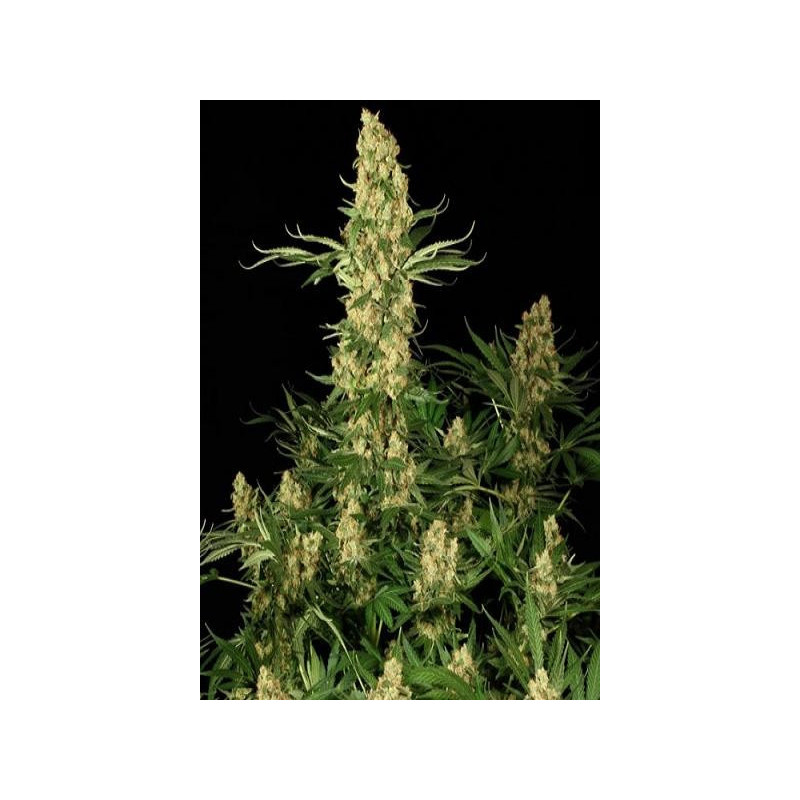 Wappa (3 semillas) feminizadas de Paradise Seeds en Semillalandia.com