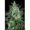 Spicy White Devil (3 semillas))