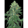Punky Lion (3 semillas) feminizadas de Samsara Seeds en...