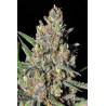 Green Love Potion (3 semillas)