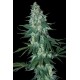 El Alquimista de Samsara Seeds