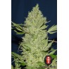 Chronic (6 semillas)