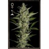 Flowerbomb kush